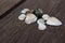 River seashells on a wooden background.