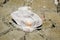 A river shell, Unio pictorum on a cracked muddy dry surface