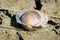 A river shell, Unio pictorum on a cracked muddy dry surface