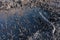 River shore after the fire. The remains of burnt reeds are reflected in dark water. Close-up.