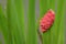 River snail eggs