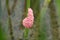 River snail eggs