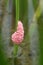 River snail eggs