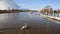 River Stour Christchurch Dorset England UK with swan swimming away from camera