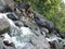 River stream water passing through rocks in indian forest wildlife india