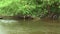 River stream waves. Fallen trees in river