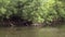 River stream waves. Fallen trees in river