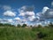 River in summer, dense thickets of grass, blue sky and clouds