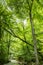 River in Sun Forest Sunny Green Tree Branches Summer Backdrop