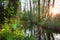 River in sunny forest. Green forest nature. Sun in jungle. Green plants on riverbank
