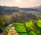 river surrounded by forest and rice fields