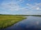 river and swamp grass Area in Florida Swamps