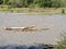 The river swollen after heavy rainfall and flood water crashing through valley. General contest of a river in flood