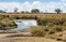 River in Tanzania with hippos