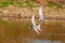 River tern