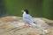 River tern