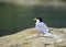 River tern