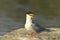 River tern