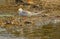 River tern