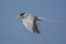 A River tern bird