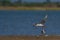 River Tern bird flying with a fish kill in its beak