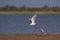 River Tern bird flying with a fish kill in its beak