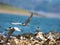 A river tern chasing on the river banks