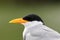 River Tern Closeup