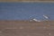 River Tern with fish kill