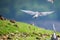 River tern flying