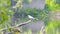 River tern sits on branch