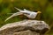 River Tern Standing on One Leg (Bird Yoga)