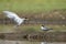 River Terns Feeding at Bera hills, Bera Jawai, Rajasthan, India