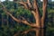 River Tree on a Peaceful Amazon Tributary