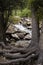 A River and Trees in the mountains with roots on on top of ground