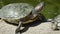 River turtle closeup