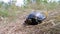 River Turtle Crawling on the Green Grass