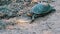 River Turtle Crawls Along the Sand Toward the River in Slow Motion, Close-Up