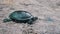 River Turtle Crawls Along the Sand Toward the River in Slow Motion, Close-Up