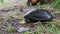 River Turtle Lies on the Ground, Close-Up