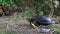 River Turtle Lies on the Ground, Close-Up