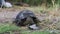 River Turtle Lies on the Ground, Close-Up