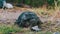 River Turtle Lies on the Ground, Close-Up