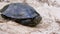 River Turtle Lies on Sand. European pond turtle Emys orbicularis. Slow Motion.