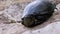 River Turtle Lies on Sand. European pond turtle Emys orbicularis. Slow Motion.