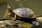 River Turtle at Tortuguero - Costa Rica