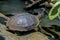 River Turtle at Tortuguero - Costa Rica