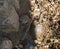 River  turtles rest and bask in the sun on the banks of the Ayun mountain river in the Western Galilee in Israel