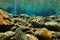 River underwater rocks riverbed clear water