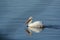 River Wandering White Pelican